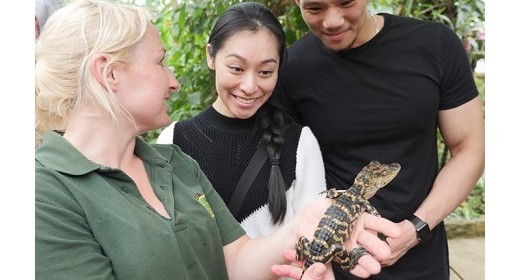 Baby Alligator arrives at the Tropical Butterfly House